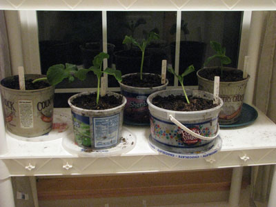 Pumpkin Plants For 2011