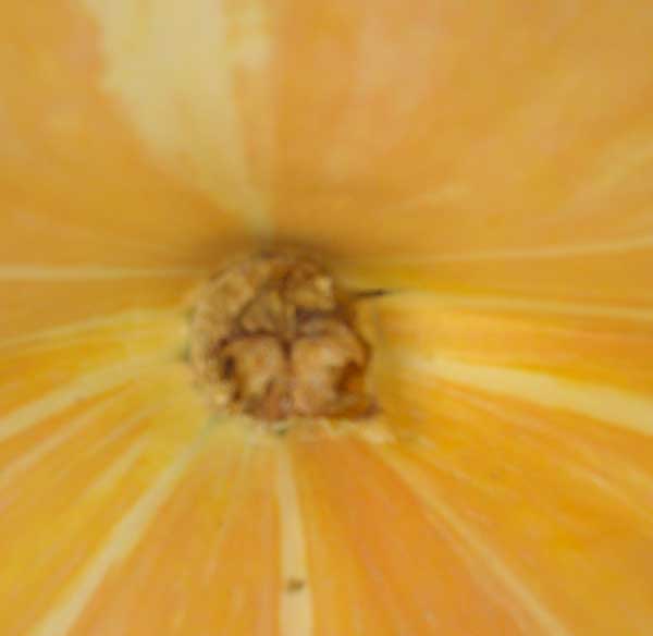 1306 Mohr Pumpkin Blossom End Split