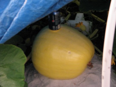 A Big Orange Pumpkin