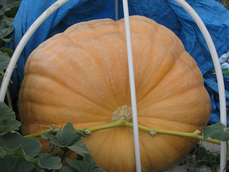 Giant Atlantic Dill Pumpkin