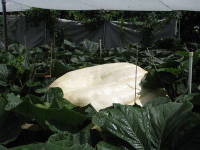 Giant Pumpkin Leaves with A Giant Pumpkin