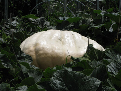 Giant Pumpkin by Joe S.