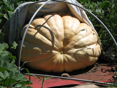 Good Shape and Big Pumpkin
