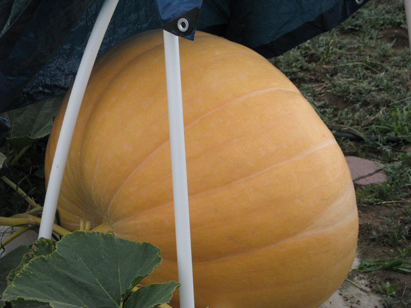 Giant Atlantic Dill Pumpkin