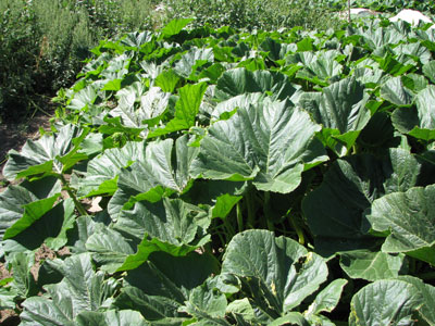 I wish my pumpkin leaves looked this healthy