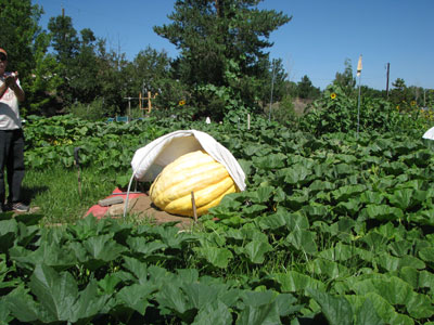 Another Nice Pumpkin for the Wiz and Biz