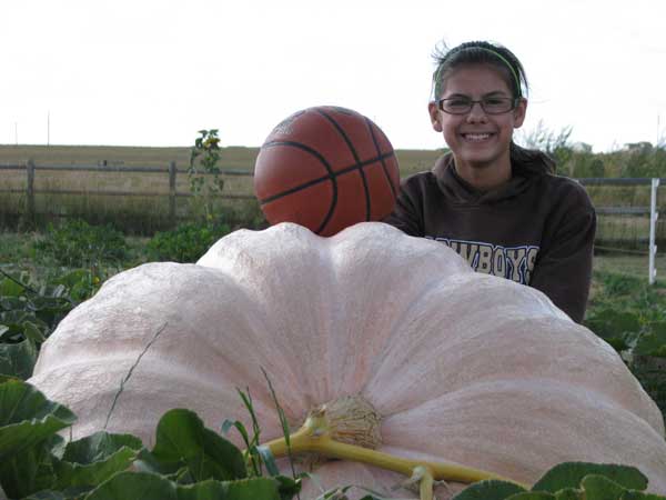 Giant White Pumpkin with a hint of orange between the ribs