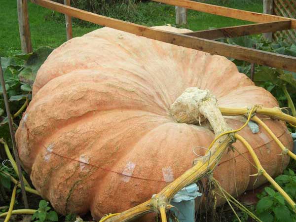 2011 World Record Pumpkin In The Patch