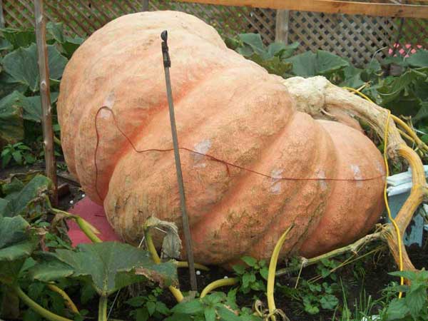 2011 World Pumpkin Record Side View