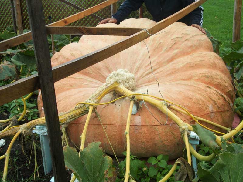 Another View of the 2011 World Record In The Pumpkin Patch