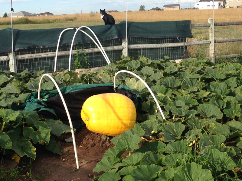 Corbin 1065 Pumpkin