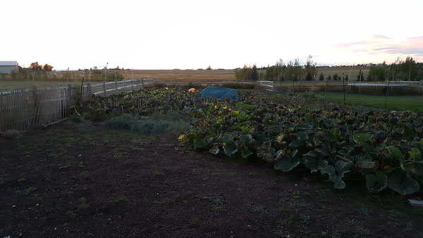 pumpkinpatchevening